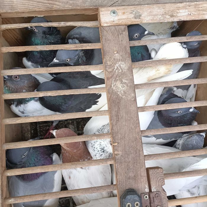 Sprzedam nadwyżkę gołębi