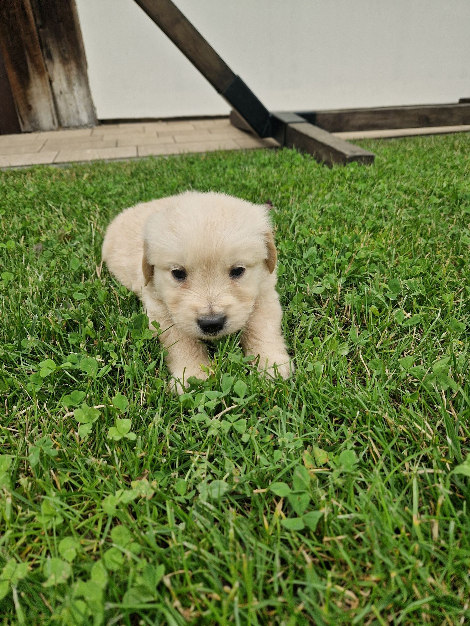 Golden retriever