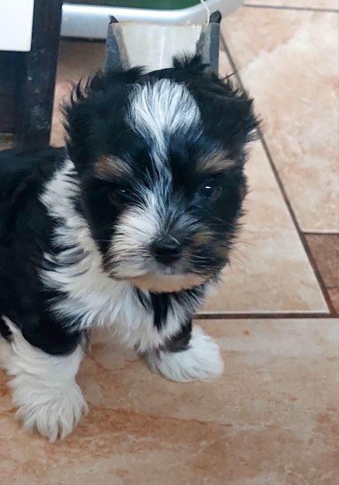 Śliczny Yorkshire Terrier Biewer
