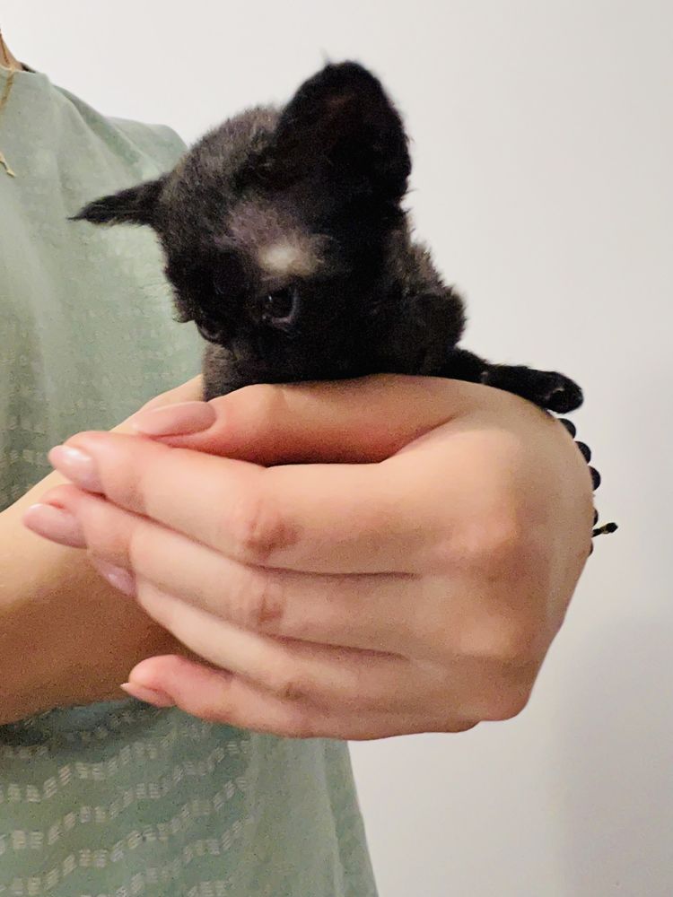 Wybitny typ - kotka - Devon Rex -