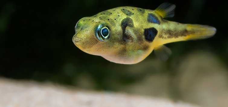 Kolcobrzuch karłowaty - Carinotetraodon travancoricus - Nadymka dowóz