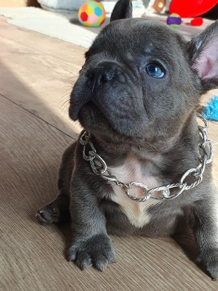 Buldog francuski/ Uroczą piesek