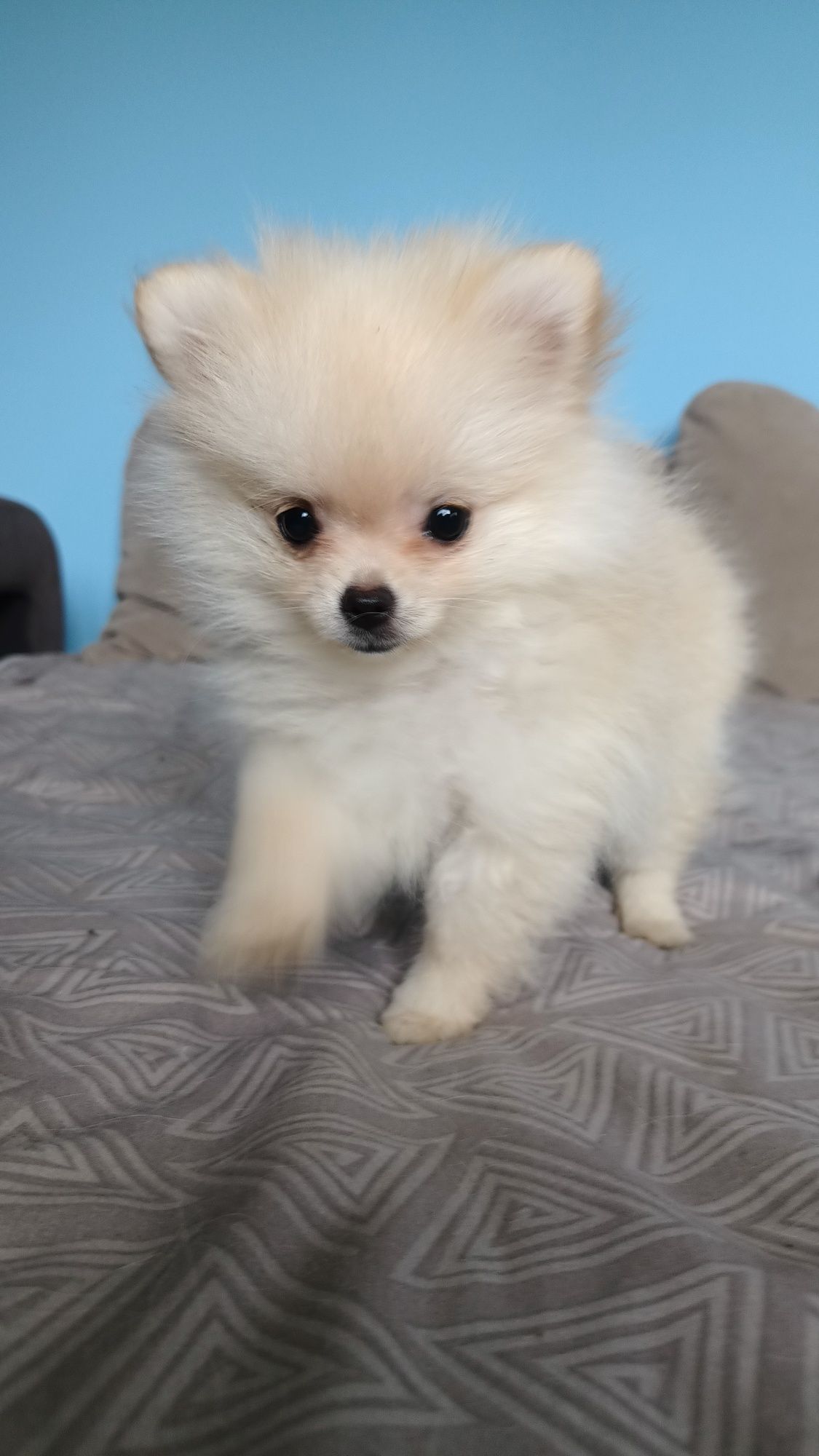 Szpic miniaturowy/pomeranian