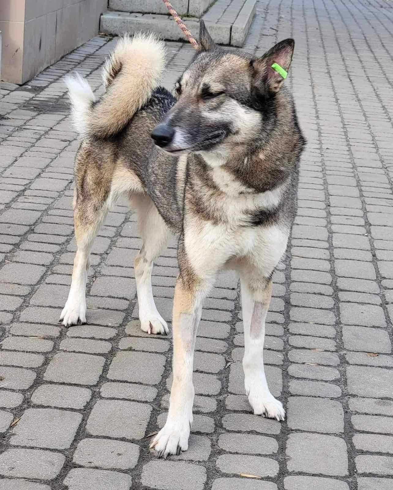 Собачка в добрі руки