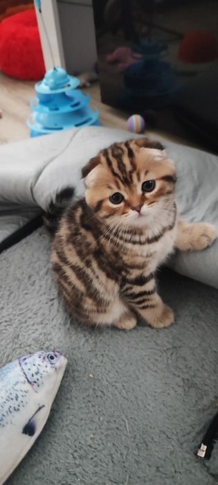 Шотладские малятки