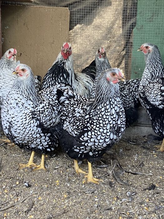 Виандот петушки молодые
