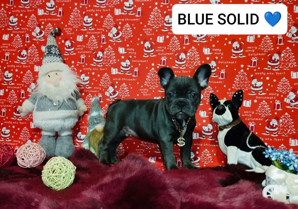 Blue solid,шикарный парень. Доставка по Украине и Европе.