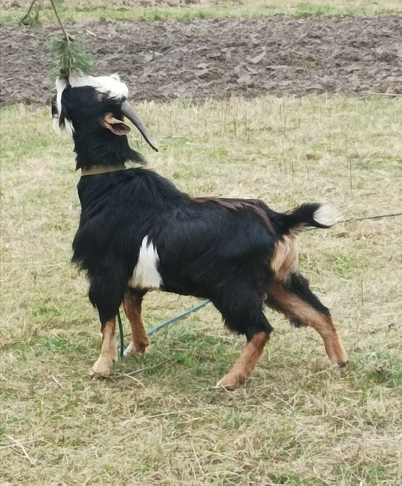 Камерунський Козел.Цап.