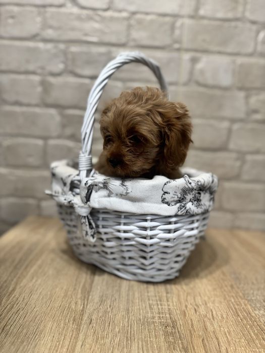 Малюки кавапу, дівчинка і хлопчик