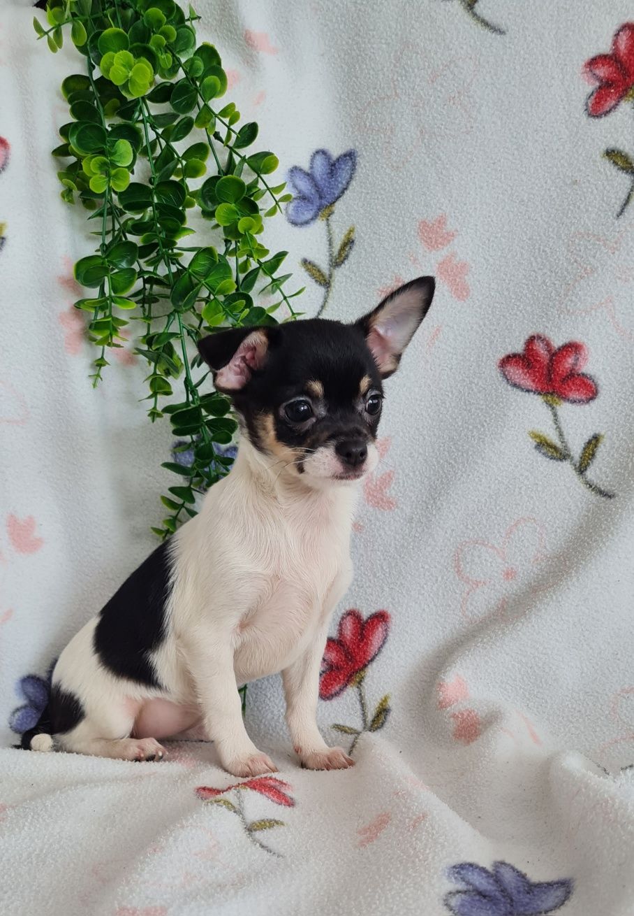 Estupenda bonequinha mini Chihuahua/Chiuaua. LinhagemRussa. Qualidade