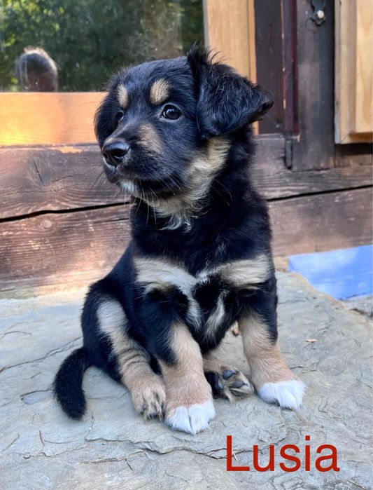 Szczeniaki do adopcji