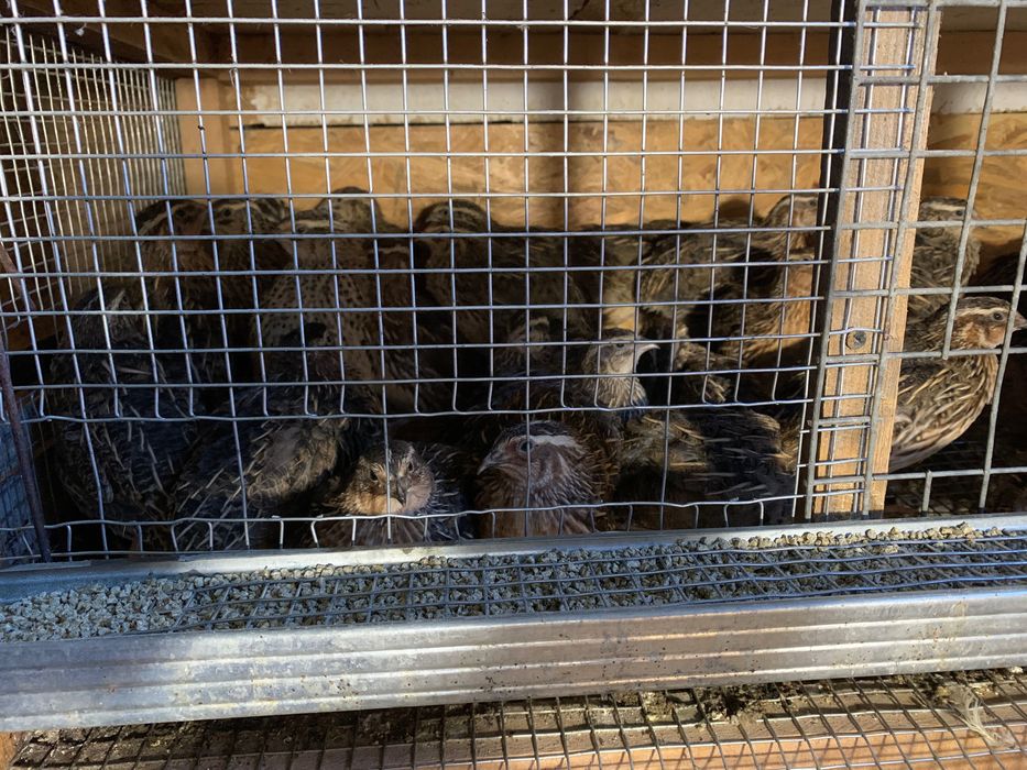 Продам перепілки