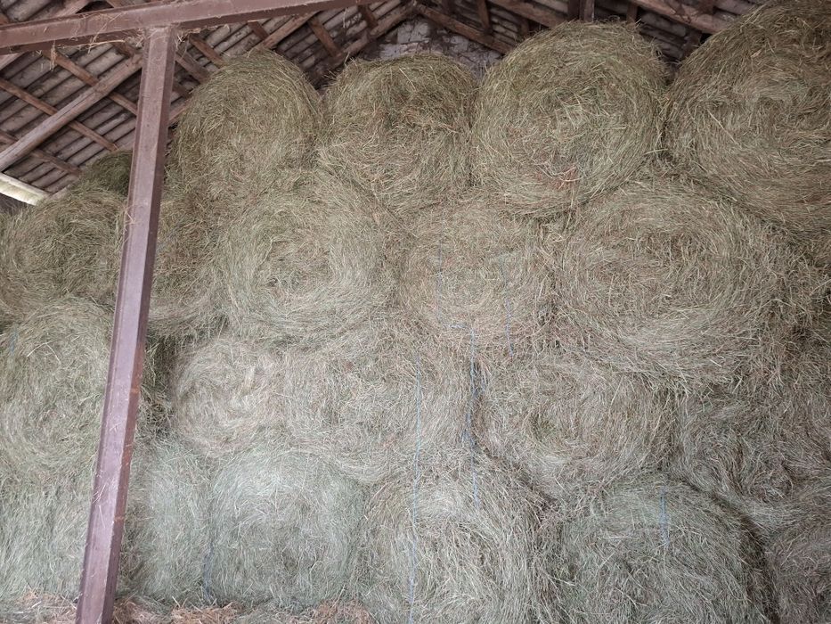 Sprzedam siano w belach 120 cm /owies/pszenżyto
