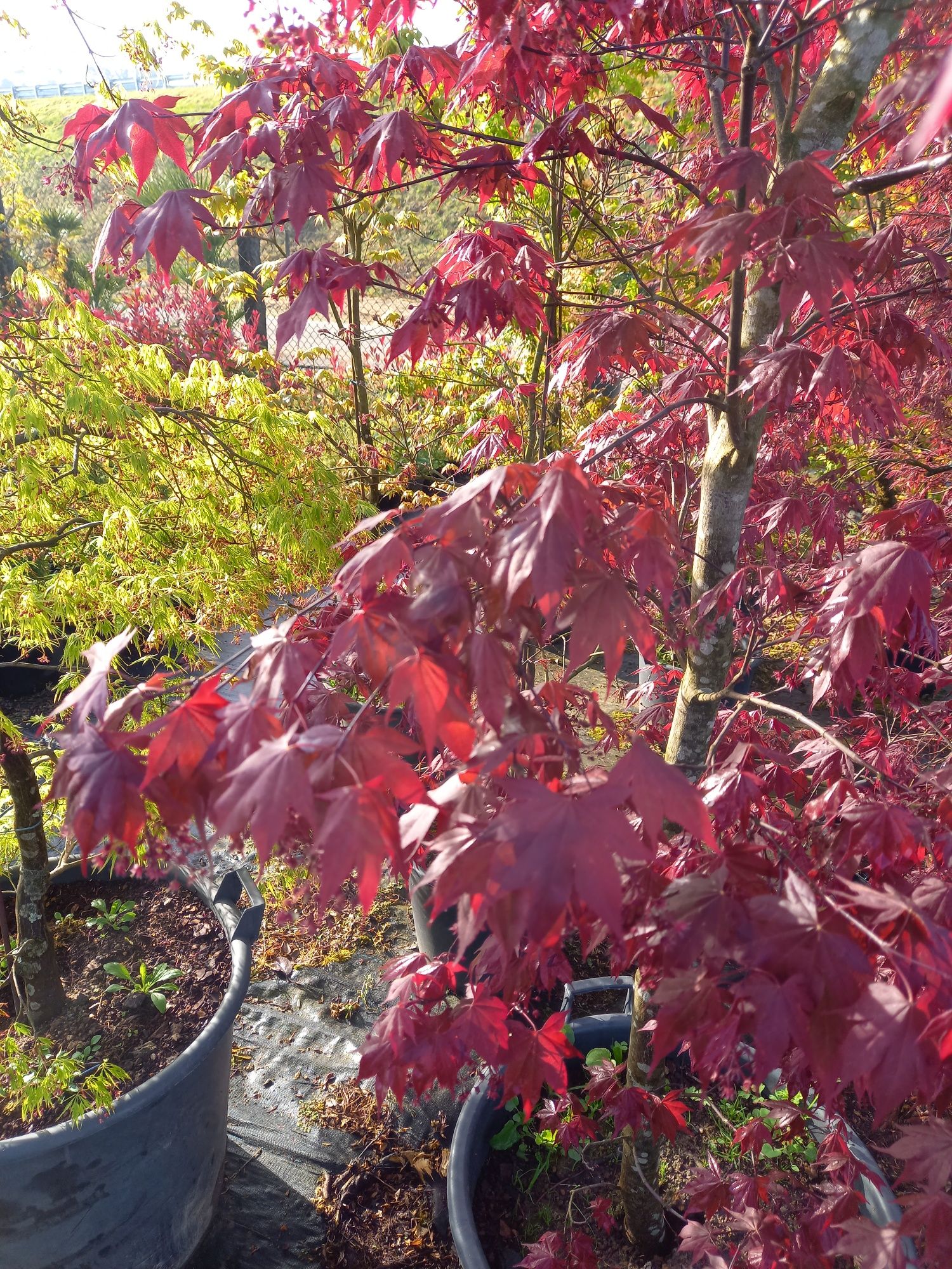 Acer  Palmatum vermelho