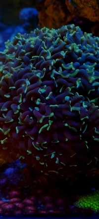 Koralowiec euphylia