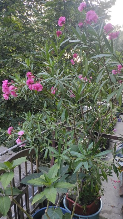 Продам  олеандр.