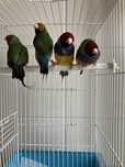 Diamantes gould 2025 portadores de azul