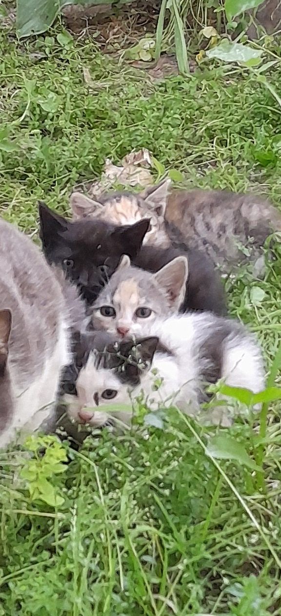 3 Gatinhos para dar