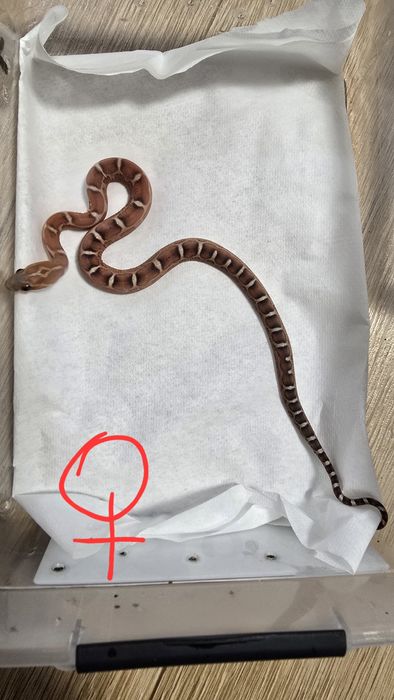 Wąż zbożowy scaleless. Bez łusek. Zbożówka