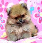 Szpic Miniaturowy Pomeranian śliczna suczka ZKwP FCI Cleo