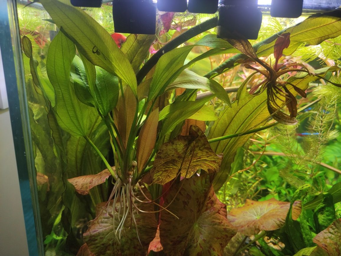 Żabienica czerwona piękne młode sadzonki rośliny do akwarium na 3 plan