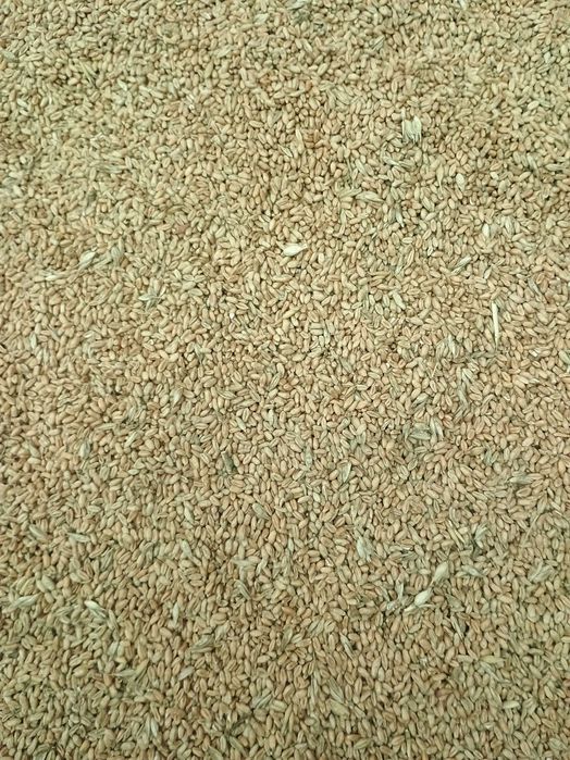 Sprzedam jęczmień, pszenice, owies