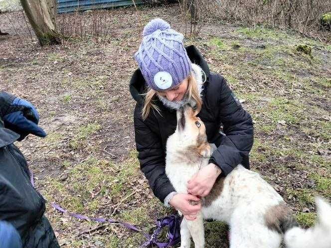 Boguś ok roczny średniak pilnie wypatruje domu Płock