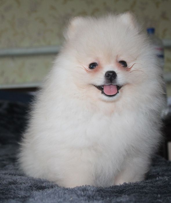 Дівчинка 2 міс КСУ