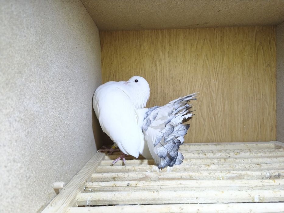 Gołębie pawiki lustrzane para