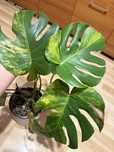 Szczyt monstera Aurea LF w typie yellow marylin