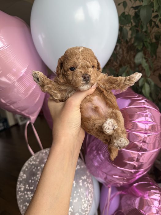 Шикарні мальтипу  VIP якрсті