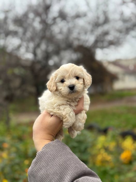 Выбираем друга, мальтипу ф1 мальчики