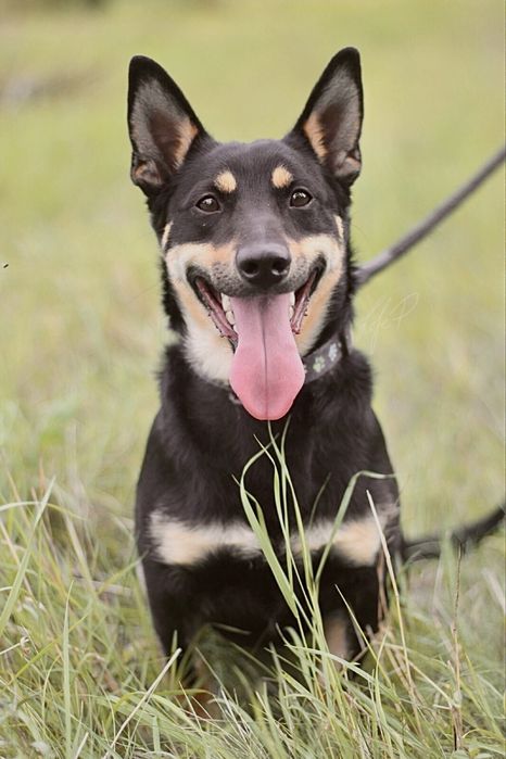 Uśmiechnięty, wesoły i przyjacielski Lisek szuka domu!
