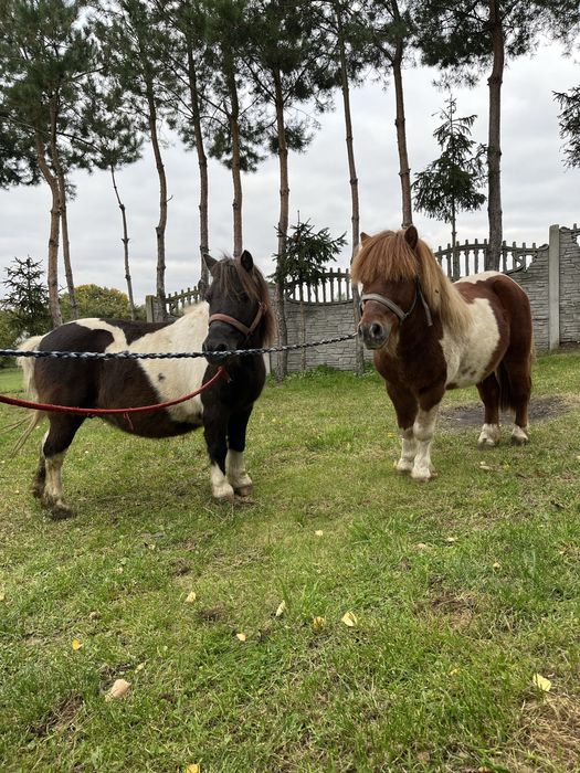 Kucyk  kucyki grzeczne