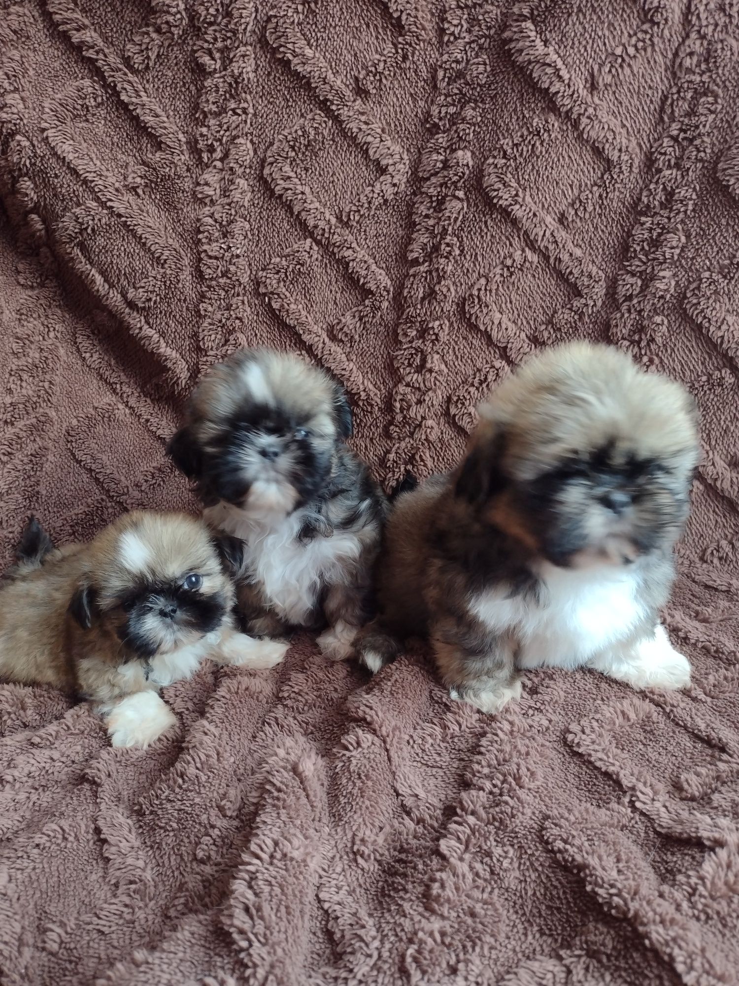 Maluszki shih tzu