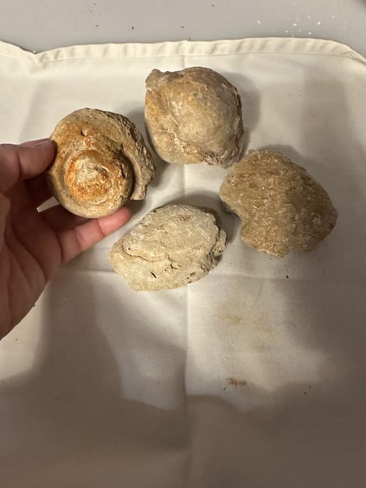 Fosséis, quatro exemplares