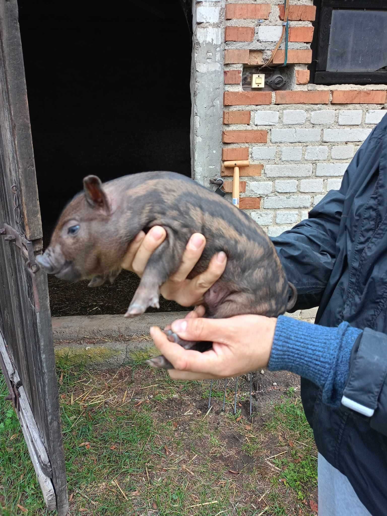 Świnki wietnamskie