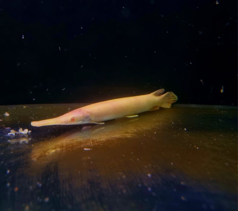 Niszczuka florydzka albino