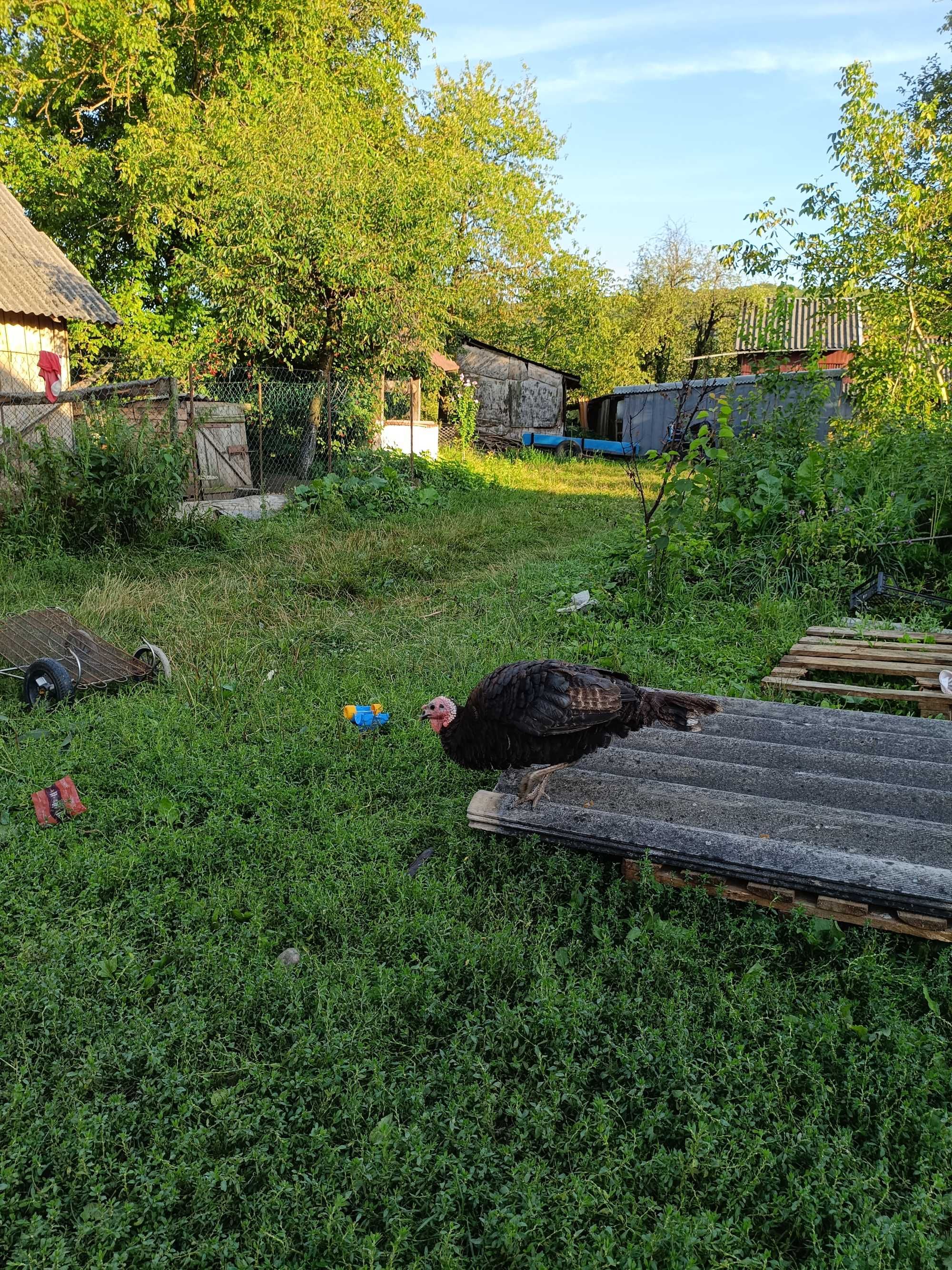 Хороша   індичка