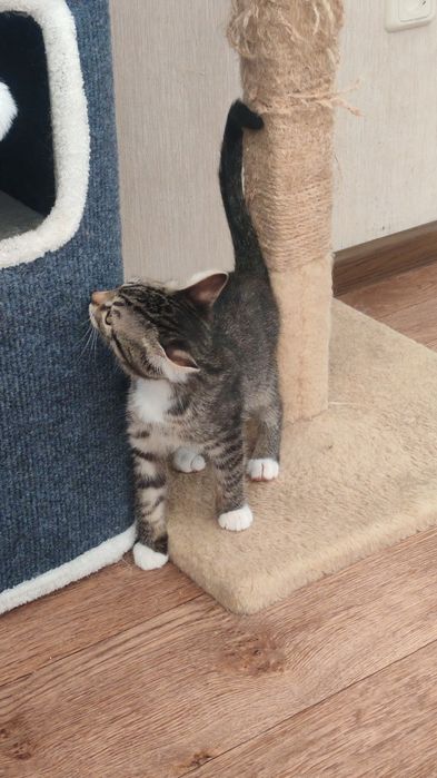 Отдам котенка мальчика