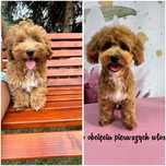 Maltipoo pies tata badania genetyczne