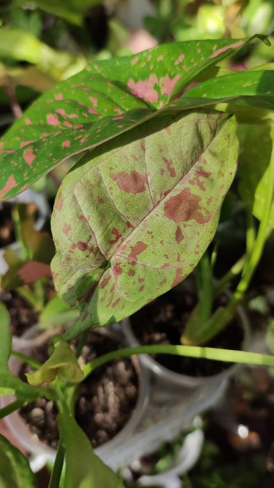 Сингониум сінгоніум   rasamee nag манго  mango pink spot конфетті