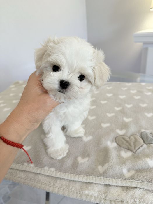 Мальтійська болонка