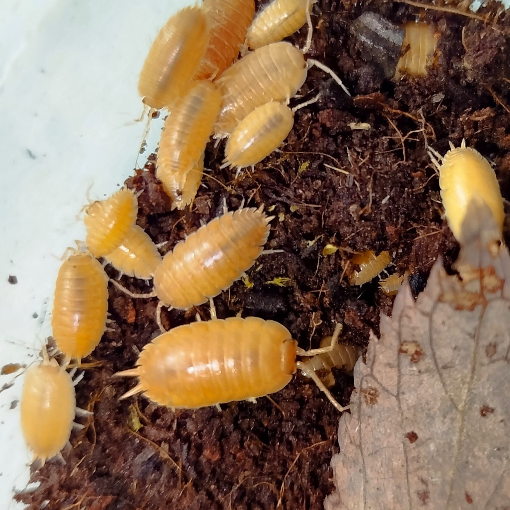 Isopodes (bichos da conta)