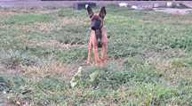Owczarek belgijski Malinois - piesek