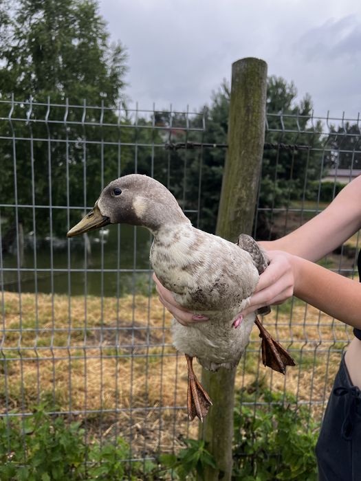Sprzedam kaczki call duck