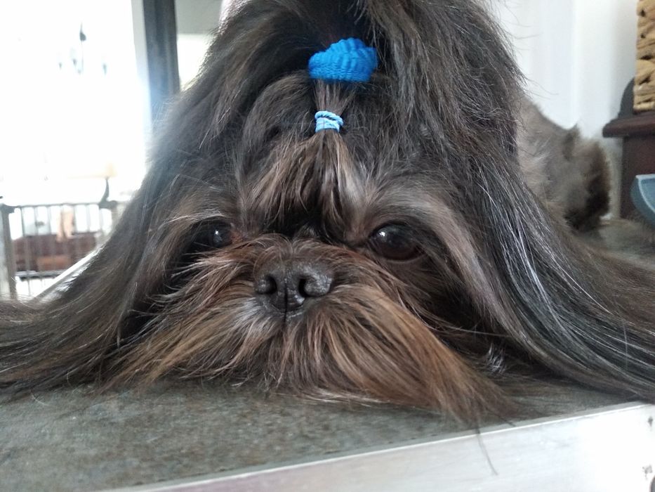 Suczka Shih tzu z rodowodem