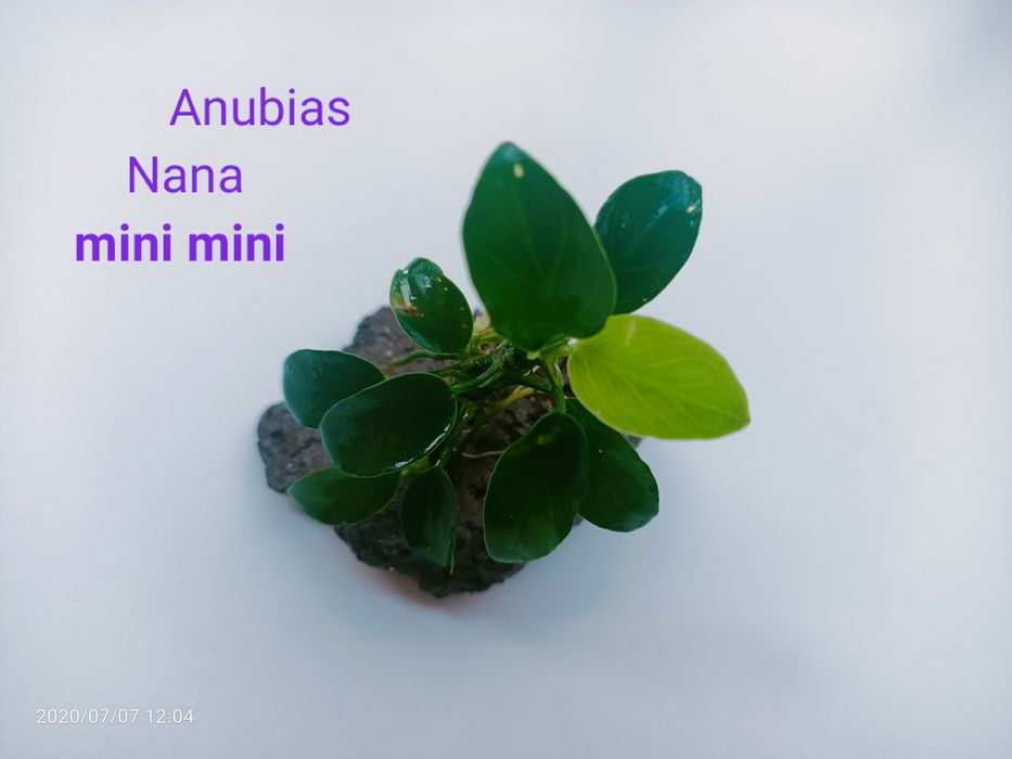 Różne skałki z roslinami - 15 sztuk + pistia