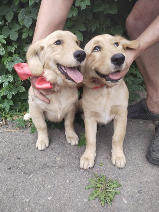 Две шикарные режухи имеют документы клуба