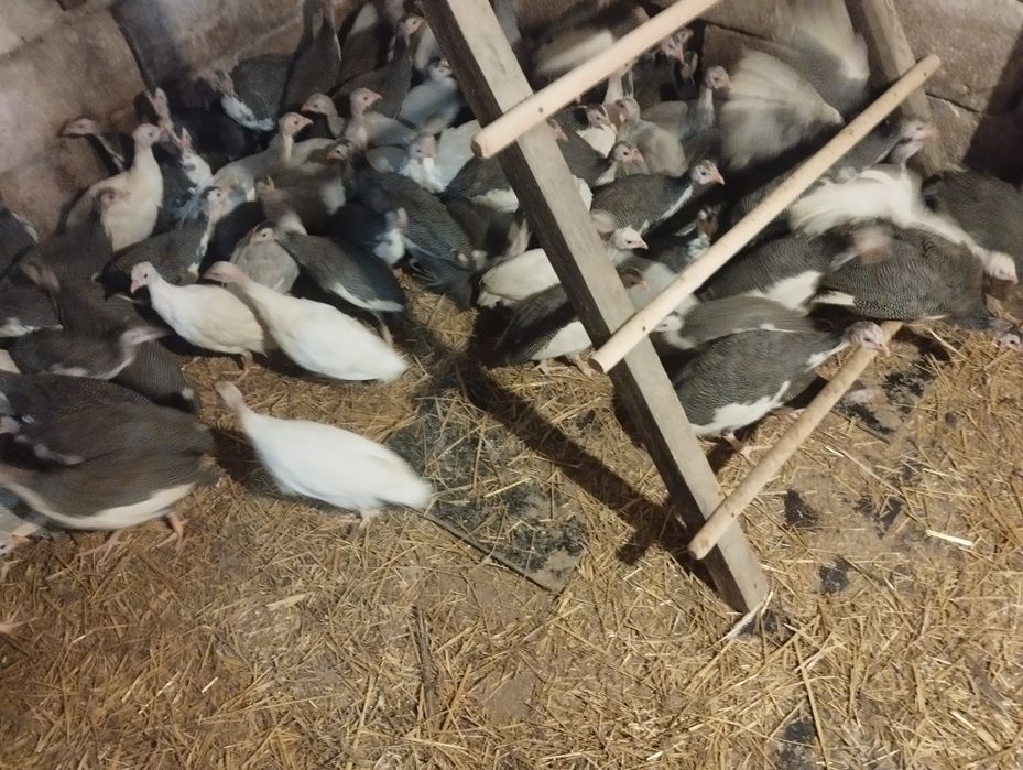 В наявності є цесаркі .